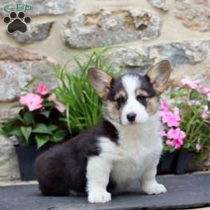 Sara, Pembroke Welsh Corgi Puppy