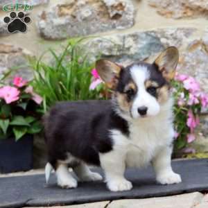 Sara, Pembroke Welsh Corgi Puppy