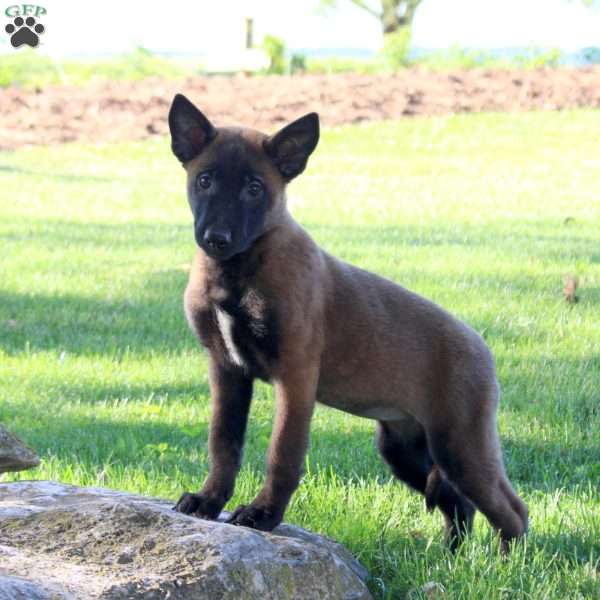 Saraphina, Belgian Malinois Puppy