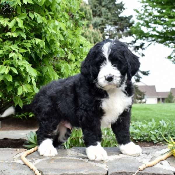 Sarge, Bernedoodle Puppy
