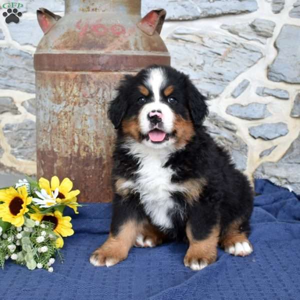 Sarge, Bernese Mountain Dog Puppy