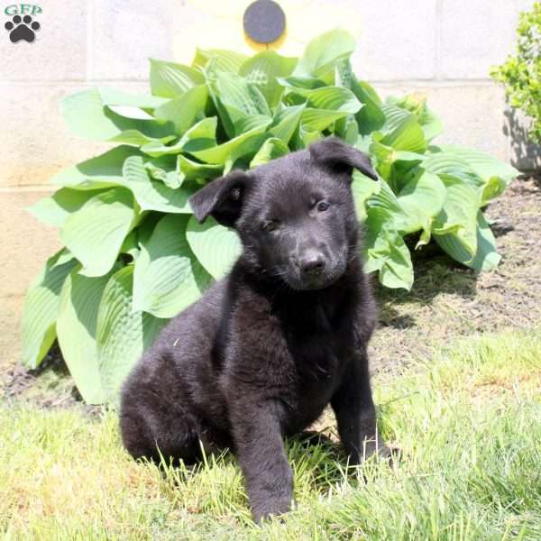 Sarge, German Shepherd Puppy