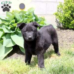 Sarge, German Shepherd Puppy