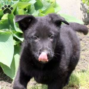 Sarge, German Shepherd Puppy