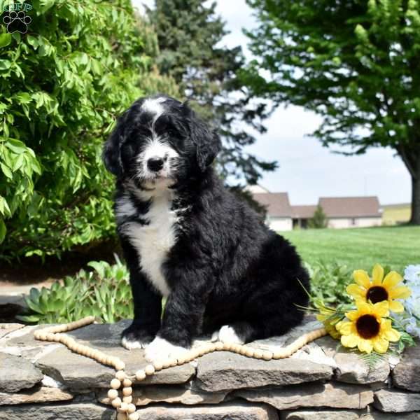 Sasha, Bernedoodle Puppy