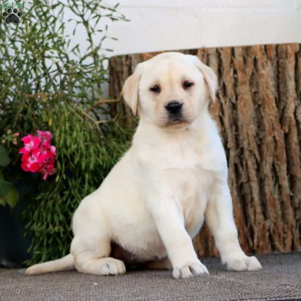 Sasha, Yellow Labrador Retriever Puppy