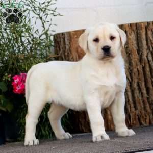 Sasha, Yellow Labrador Retriever Puppy