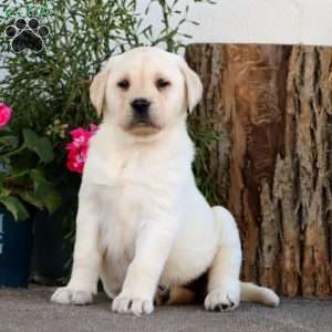 Sasha, Yellow Labrador Retriever Puppy