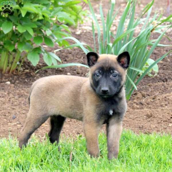 Savannah, Belgian Malinois Puppy