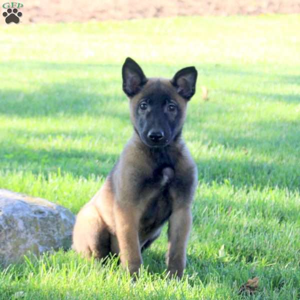 Savannah, Belgian Malinois Puppy