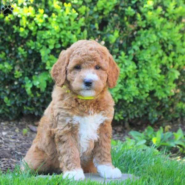 Savannah, Mini Goldendoodle Puppy