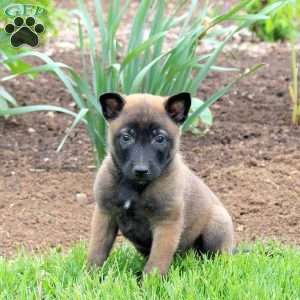 Savannah, Belgian Malinois Puppy