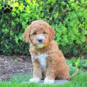 Savannah, Mini Goldendoodle Puppy