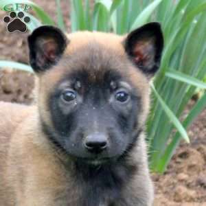 Savannah, Belgian Malinois Puppy