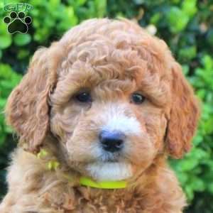 Savannah, Mini Goldendoodle Puppy