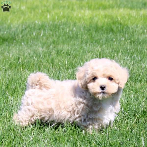 Sawyer, Bich-Poo Puppy