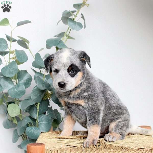 Sawyer, Blue Heeler – Australian Cattle Dog Puppy