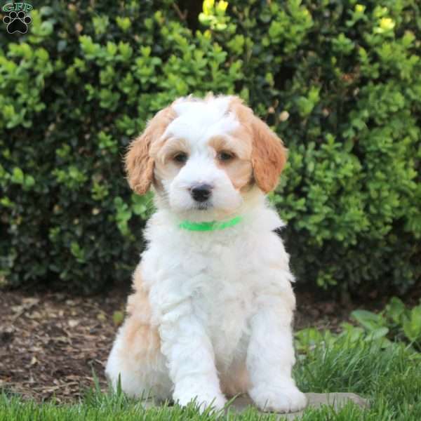 Sawyer, Mini Goldendoodle Puppy