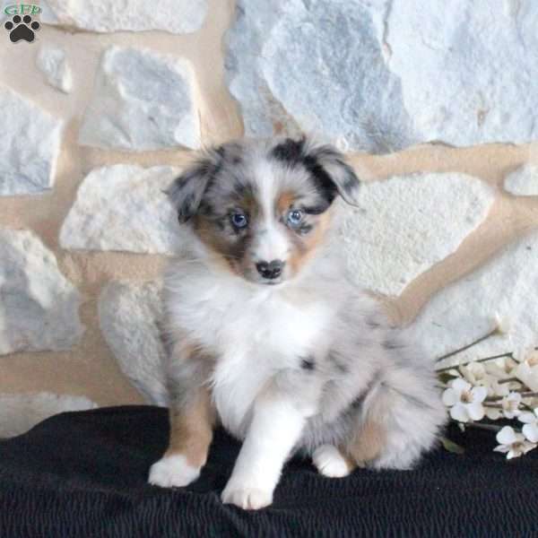 Sawyer, Miniature Australian Shepherd Puppy