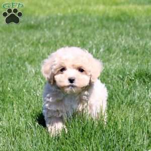 Sawyer, Bich-Poo Puppy