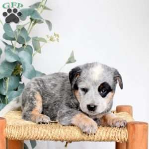Sawyer, Blue Heeler – Australian Cattle Dog Puppy
