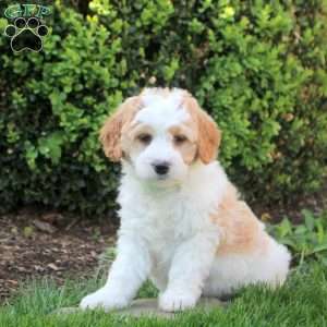 Sawyer, Mini Goldendoodle Puppy