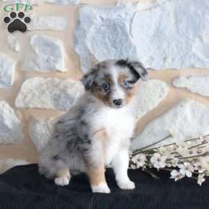 Sawyer, Miniature Australian Shepherd Puppy