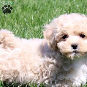 Sawyer, Bich-Poo Puppy