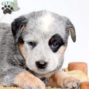 Sawyer, Blue Heeler – Australian Cattle Dog Puppy