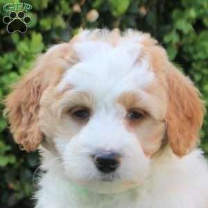 Sawyer, Mini Goldendoodle Puppy
