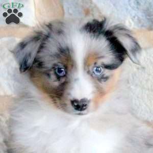 Sawyer, Miniature Australian Shepherd Puppy
