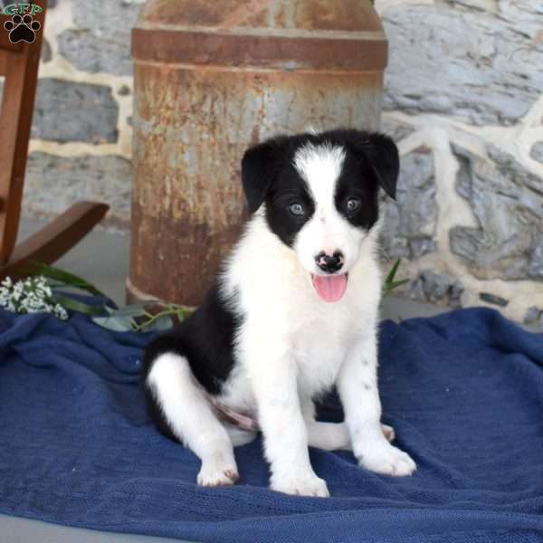 Scamper, Border Collie Puppy
