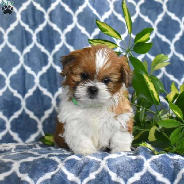 Scamper, Shih Tzu Puppy
