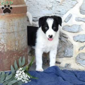 Scamper, Border Collie Puppy