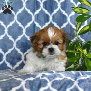 Scamper, Shih Tzu Puppy
