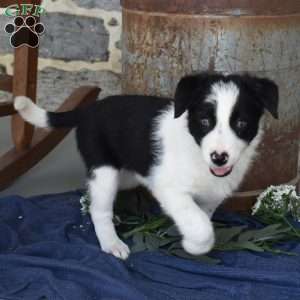 Scamper, Border Collie Puppy