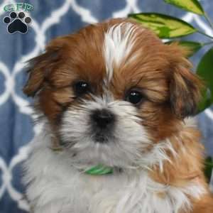 Scamper, Shih Tzu Puppy