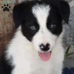 Scamper, Border Collie Puppy