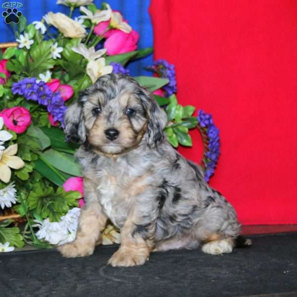 Scamper, Cavapoo Puppy