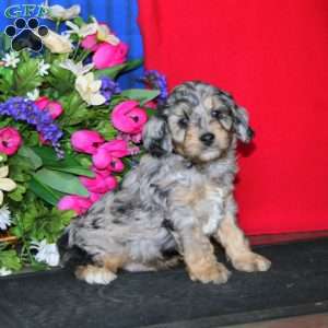 Scamper, Cavapoo Puppy