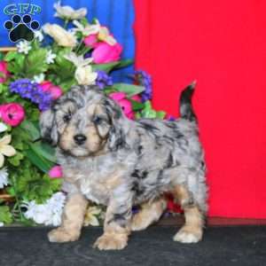 Scamper, Cavapoo Puppy