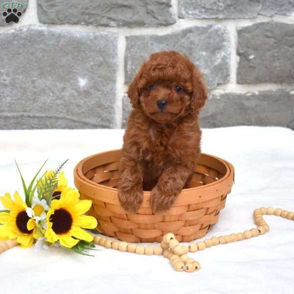 Scarlet, Toy Poodle Puppy