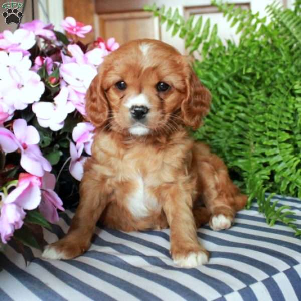 Scarlett, Cavalier King Charles Mix Puppy