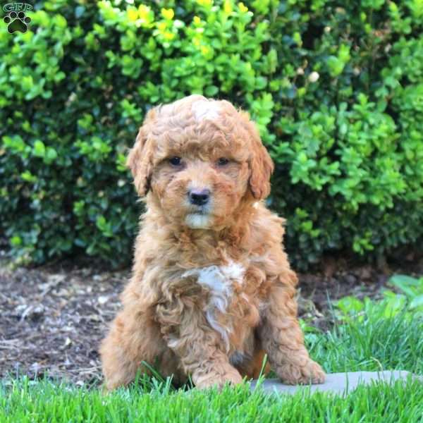 Scarlett, Mini Goldendoodle Puppy