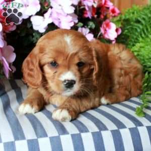 Scarlett, Cavalier King Charles Mix Puppy