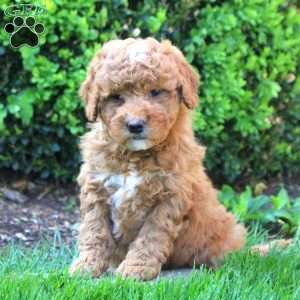 Scarlett, Mini Goldendoodle Puppy