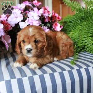 Scarlett, Cavalier King Charles Mix Puppy