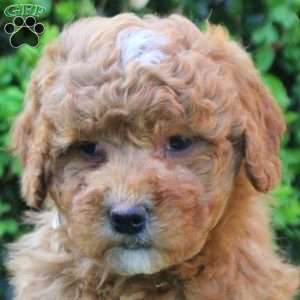 Scarlett, Mini Goldendoodle Puppy