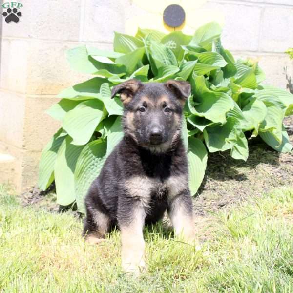 Scooby, German Shepherd Puppy