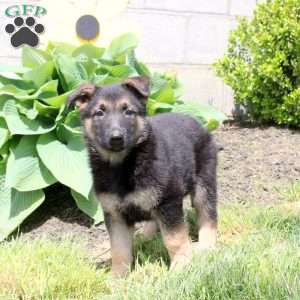 Scooby, German Shepherd Puppy